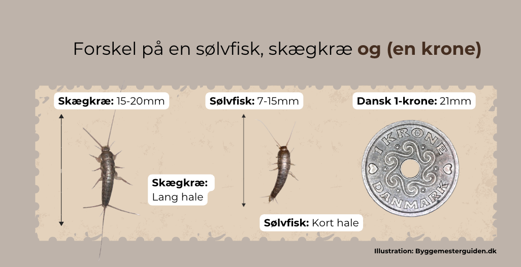 Forskel på sølvfisk og skægkræ, Skægkræ i sengen